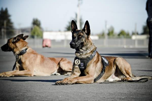 importance-of-k-9-units-in-security-corinthians-group-of-companies