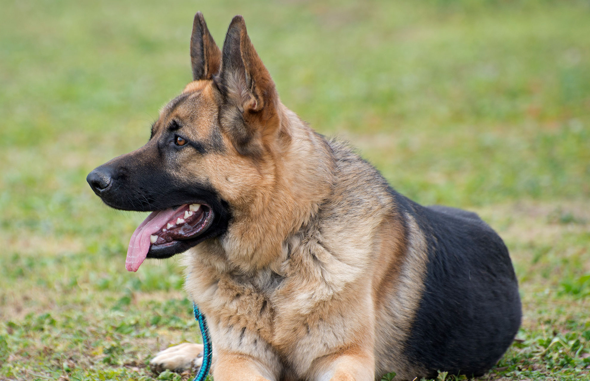 7 Guard Dog Breeds for You and Your Family’s Protection - Corinthians ...